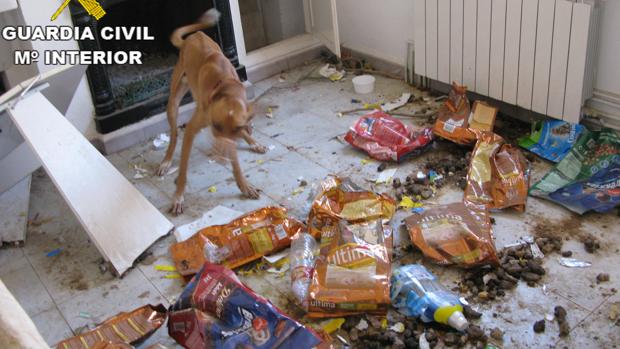 Estado en el que fue encontrado el animal, en la vivienda de Alcañiz en la que estaba confinado